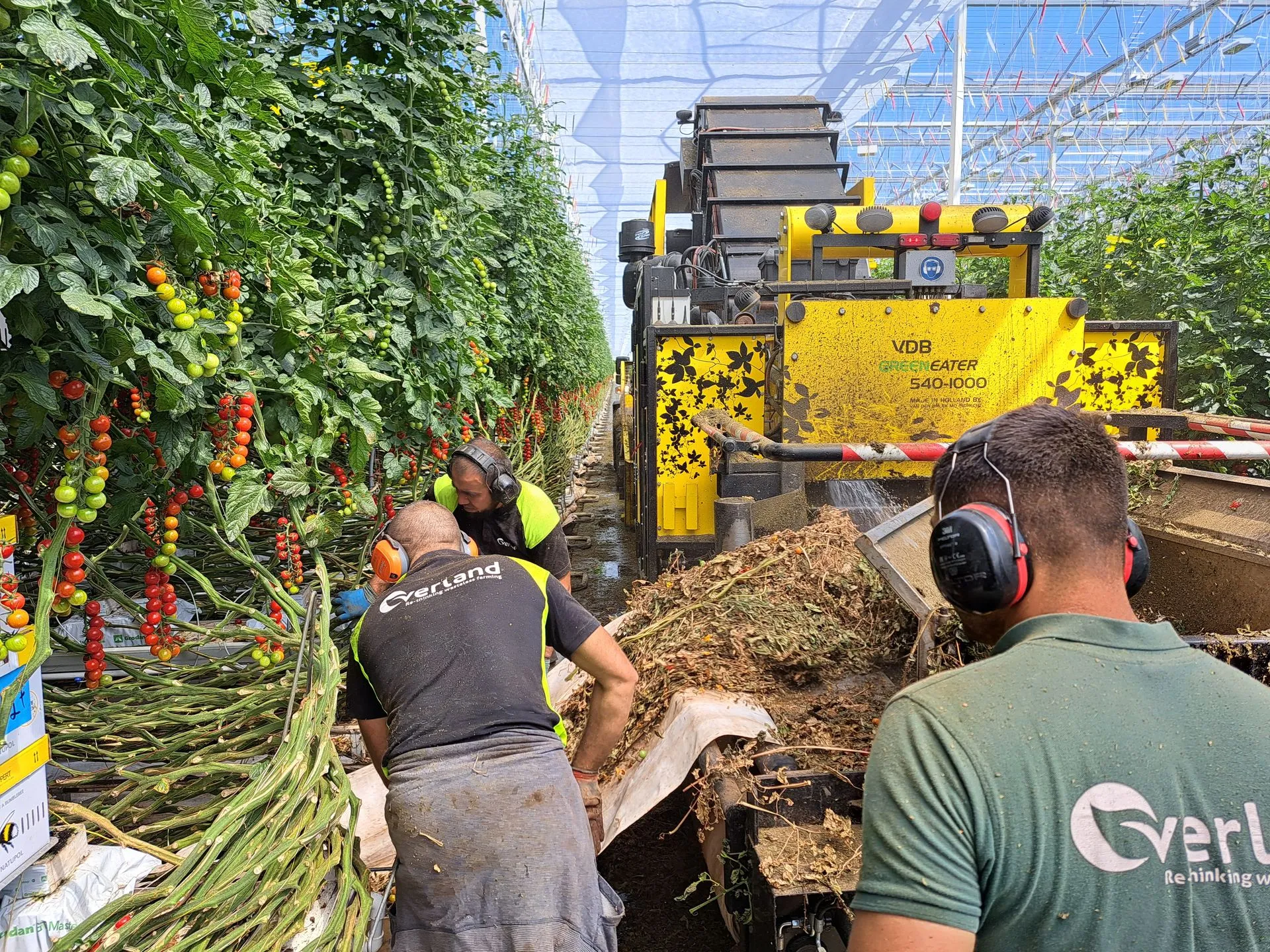 Overland team feeding tomato vines into a Greeneater crop removal machine inside a glasshouse