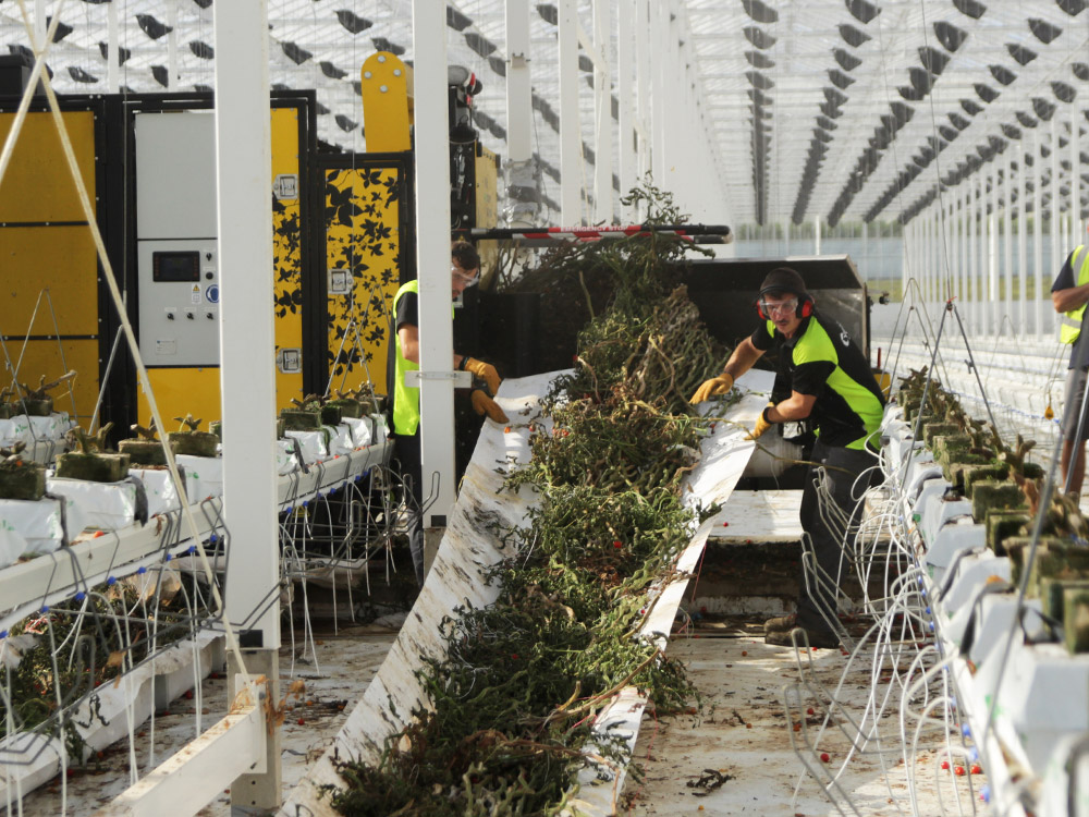 Workers removing tomato plants with a crop rotation machine inside a large commercial glasshouse